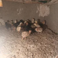 جوجه محلی(سیستانی)