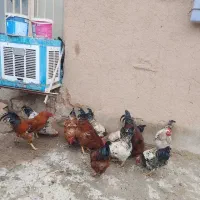 شهر ستان سرخس