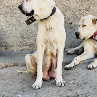 سگ ماده خراسانی