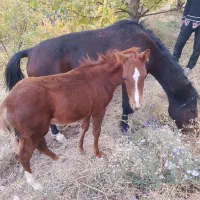 کره مدیون اسب|اسب و تجهیزات اسبسواری|چناران, |دیوار