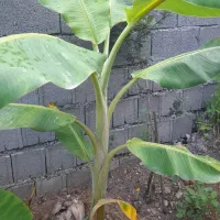 نهالموز سردسیری پرحاصل