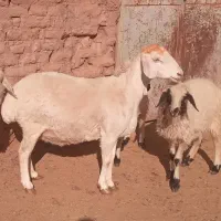 میش آبستن درجه یک فروشی|حیوانات مزرعه|بردسیر, |دیوار