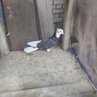 کبوتر|پرنده|آباده, |دیوار