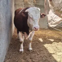 گوساله سیمینتال چاق