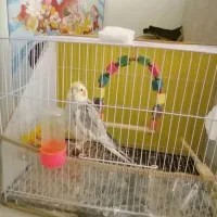 عروس هلندی سخنگو