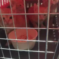 واگذاری  گربه نارنجی|گربه|اهواز, مجاهد|دیوار