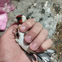 سهره نر روسی محاجر|پرنده|تبریز, |دیوار