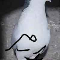 ماده  سبز شیرازی