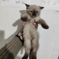 بچه گربه اسکاتیش سیامی|گربه|مشهد, یوسفیه (شهرک غرب)|دیوار