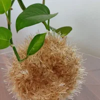 اسکاج