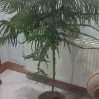 کاج مطبق ولیراتا