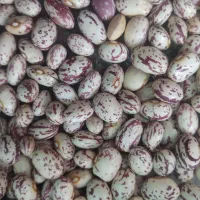 لوبیا چیتی محصول امسال  خوش پخت