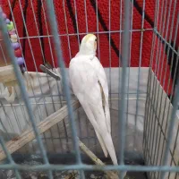 عروس هلندی رنگ سفید و نر