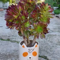 آئونیوم با گلدان سرامیکی روباه