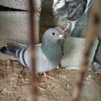 کبوتر پلاکی|پرنده|آبپخش, |دیوار
