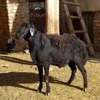 شیشک قوچ قره چال