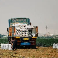 کارگر بارگیری سیب زمینی