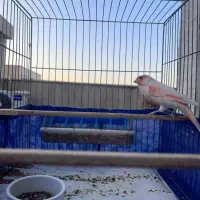 سه جفت قناری نر و ماده موزائیکی|پرنده|تهران, زرکش|دیوار