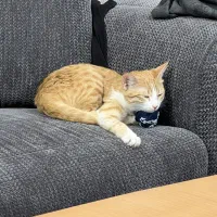 واگذاری گربه نارنجی ماده|گربه|مشهد, بهاران|دیوار