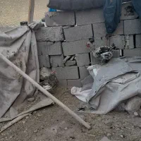 مرغ محلی اصل|حیوانات مزرعه|ایذه, |دیوار