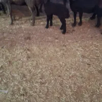 ۶راس میش و بره|حیوانات مزرعه|قیدار, |دیوار