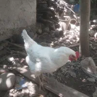 مرغ تخم گذار جوان