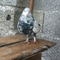 یه کبوتر نر خوشگل و سرحال
