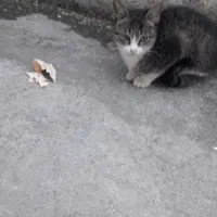 سلام واگداری مکنم خیلی دستی هست|گربه|آمل, |دیوار