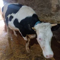 گوساله|حیوانات مزرعه|بیرانوند, |دیوار