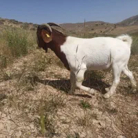 بز بوئر  بویر(بختیاری)|حیوانات مزرعه|شیروان (خراسان), |دیوار