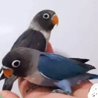 طوطی سرلاکی