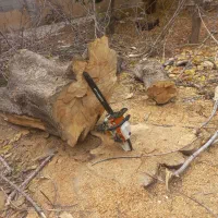 قطع و هرس درخت در ارتفاع و خرید چوب شما