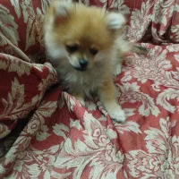 پامر خرسی سایز ریز|سگ|تهران, امامت|دیوار