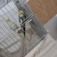 عروس هلندی جفت مولد جوجه بزرگ کن|پرنده|پاکدشت, پاکدشت (مامازند)|دیوار