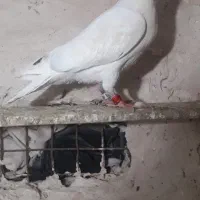 کفتر|پرنده|تربت جام, میرقوام الدین|دیوار