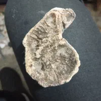 شهاب سنگ|کلکسیون اشیاء عتیقه|پیشوا, |دیوار