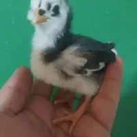 خ ر ی د ار جوجه گلین و برهما