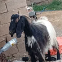 بز میش