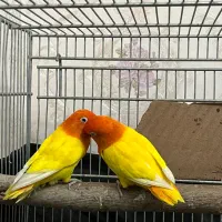 جفت مولد طوطی برزیلی اوپلاین لوتینو کمیاب