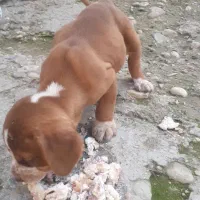 توله پوینتر آلمانی اصل