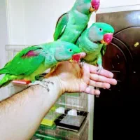 دنیا شاه طوطی ملنگو نر ماده دستی رام سخنگوچشم درشت