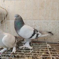 پرنده ترک|پرنده|بندر ماهشهر, |دیوار