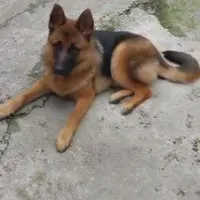 سگ ژرمن شیپر یکساله