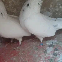 کبوتر|پرنده|تهران, بهارستان|دیوار