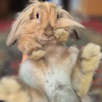 خرگوش لوپ اصیل|موش و خرگوش|دزفول, |دیوار