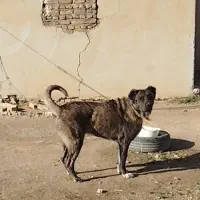 سگ نگهبان وگله ای