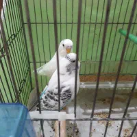 کفترمعاوضه|پرنده|کرج, محمد آباد|دیوار