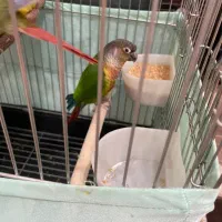 گیرینچیک|پرنده|نظرآباد, رسالت|دیوار