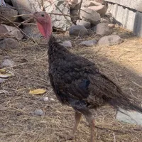 بوقلمون