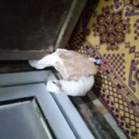 ماده دوکت کویت